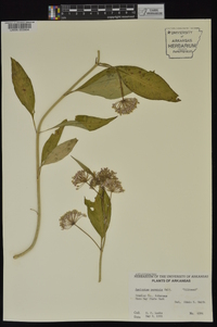 Asclepias perennis image