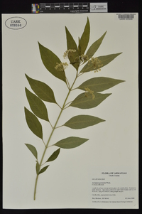 Asclepias perennis image