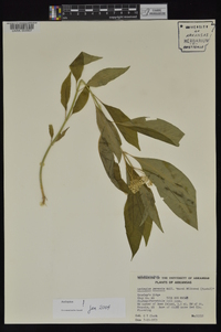 Asclepias perennis image