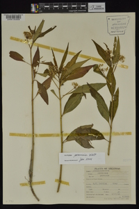 Asclepias perennis image