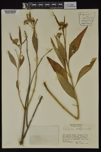 Asclepias perennis image