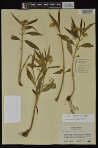 Asclepias perennis image