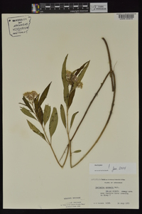 Asclepias perennis image