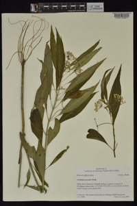 Asclepias perennis image