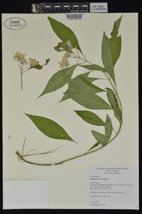 Asclepias perennis image