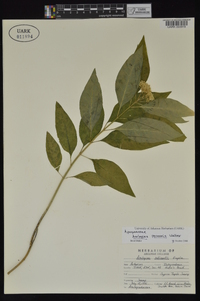 Asclepias perennis image