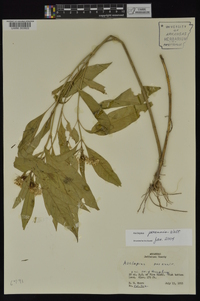 Asclepias perennis image