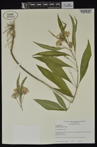 Asclepias perennis image