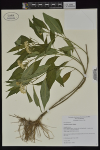 Asclepias perennis image