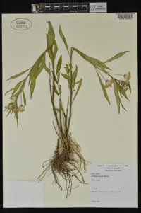 Asclepias perennis image