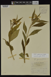 Asclepias perennis image