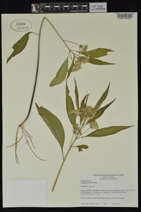 Asclepias perennis image