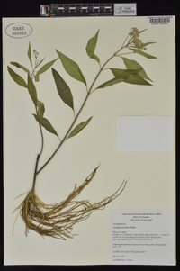 Asclepias perennis image