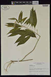 Asclepias perennis image