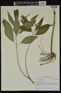 Asclepias perennis image