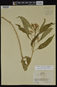 Asclepias perennis image