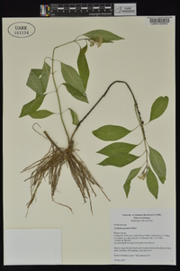 Asclepias perennis image