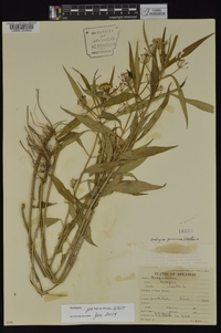 Asclepias perennis image