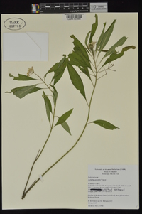 Asclepias perennis image