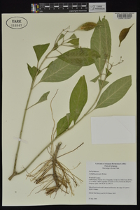 Asclepias perennis image