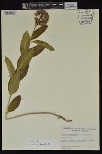 Asclepias purpurascens image