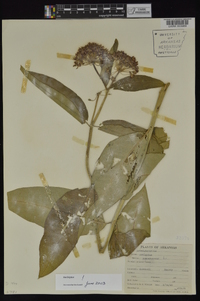 Asclepias purpurascens image