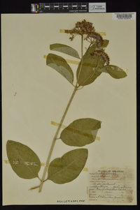 Asclepias purpurascens image