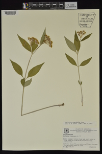 Asclepias quadrifolia image