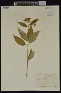 Asclepias quadrifolia image