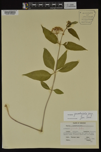 Asclepias quadrifolia image