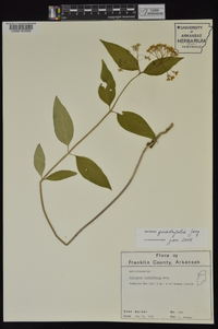 Asclepias quadrifolia image