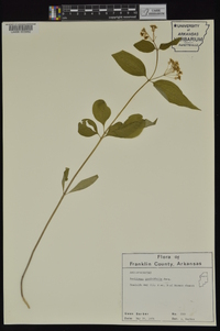 Asclepias quadrifolia image