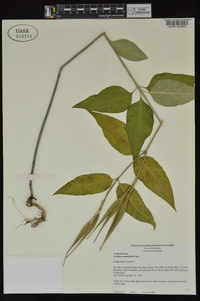 Asclepias quadrifolia image