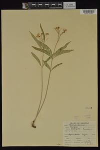 Asclepias quadrifolia image