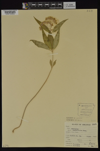 Asclepias quadrifolia image