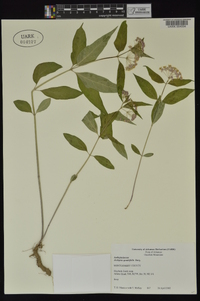 Asclepias quadrifolia image