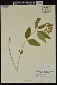 Asclepias quadrifolia image