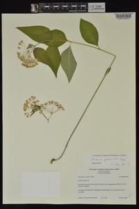 Asclepias quadrifolia image