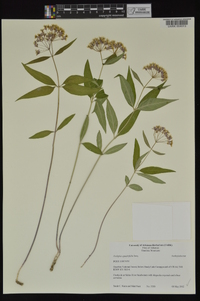 Asclepias quadrifolia image