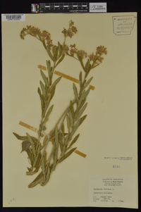 Asclepias tuberosa subsp. interior image