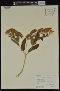 Asclepias tuberosa subsp. interior image