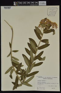 Asclepias tuberosa subsp. interior image
