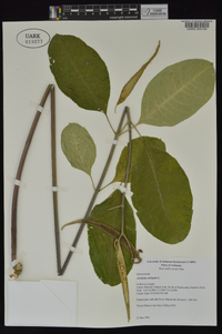 Asclepias variegata image