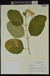 Asclepias variegata image