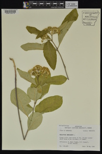 Asclepias variegata image