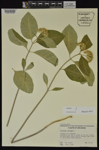 Asclepias variegata image