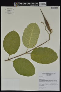 Asclepias variegata image