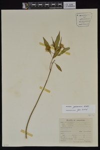 Asclepias perennis image