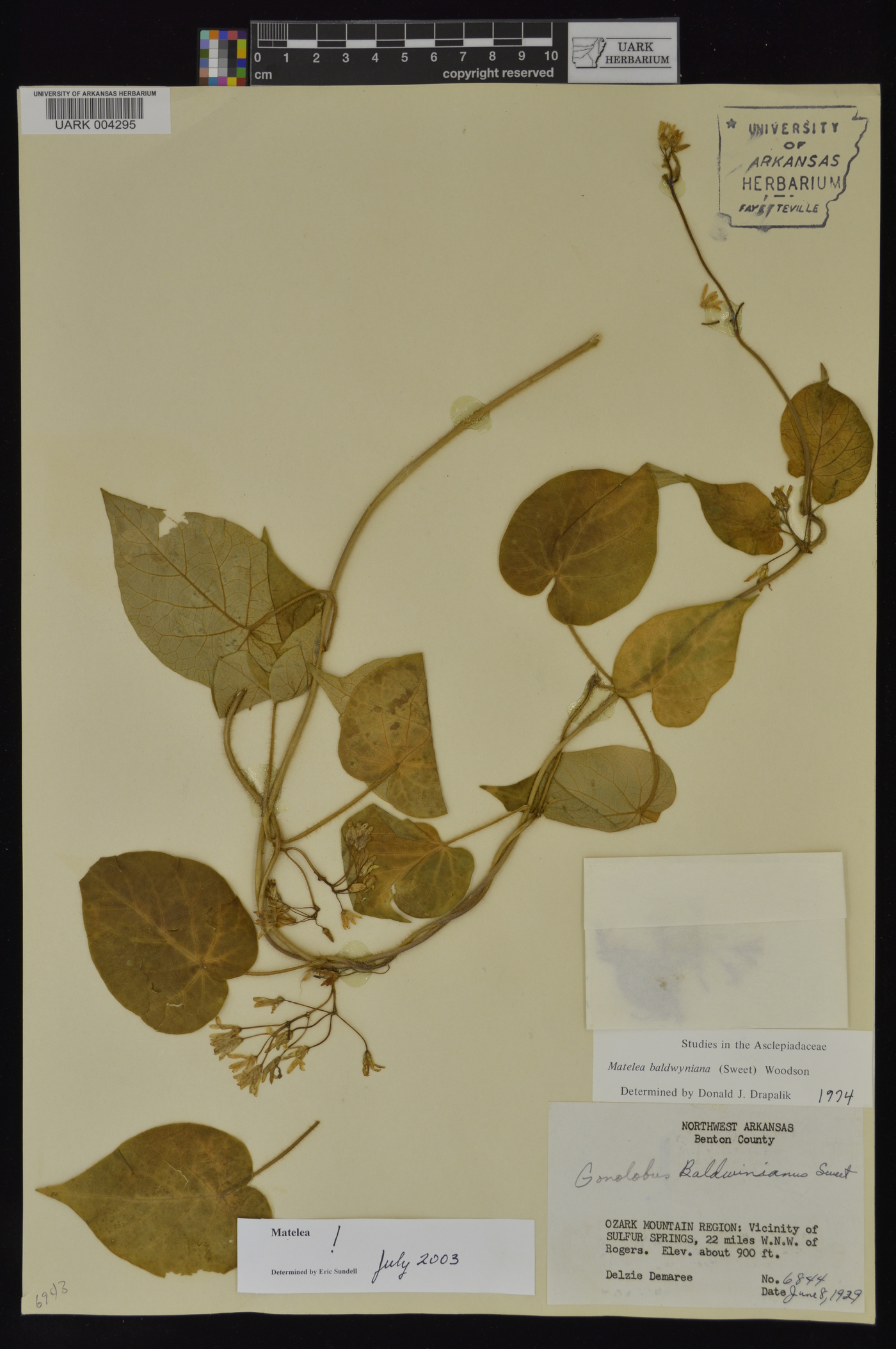 Matelea baldwyniana image