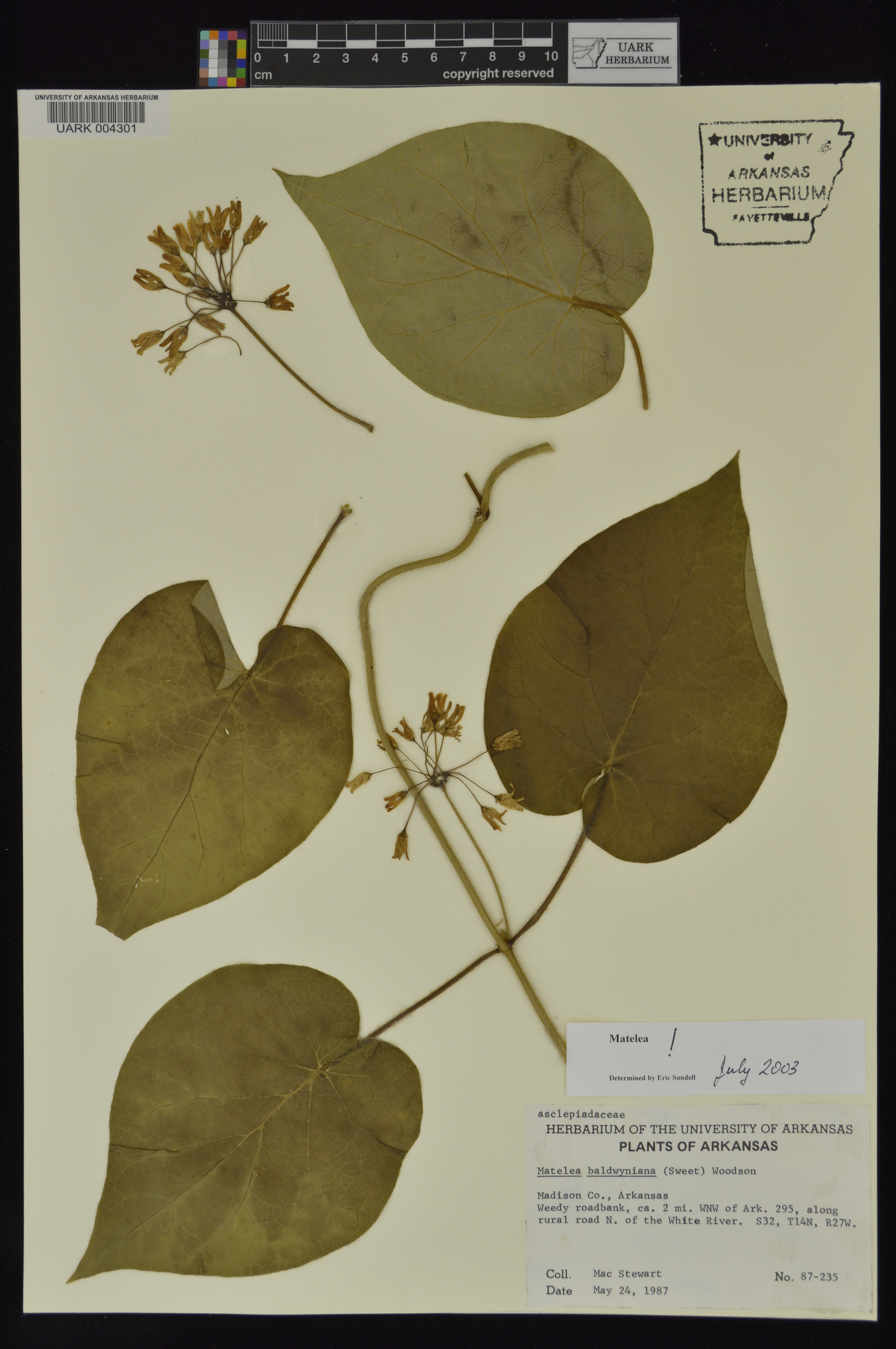 Matelea baldwyniana image